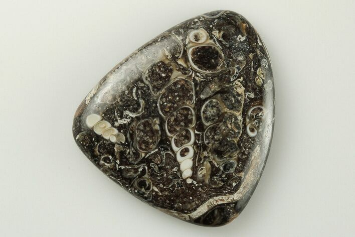 Polished Fossil Turritella Agate Cabochon - Wyoming #195223